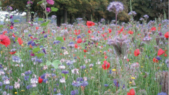 Blumenwiese Gornhofen